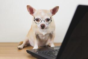 marrón corto pelo chihuahua perro vistiendo los anteojos sentado en de madera piso con computadora cuaderno trabajando y mirando a computadora pantalla. foto