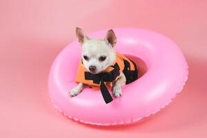 cute brown short hair chihuahua dog wearing orange life jacket or life vest standing  in pink swimming ring, isolated on pink background. photo