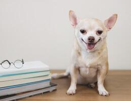 brown chihuahua dog sitting  with stack of books and eyeglasses on wooden table and white background. smiling and looking at camera. photo
