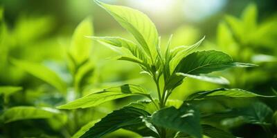 ai generado lozano planta hojas en luz de sol. sano planta en naturaleza. energía de el natural mundo. generativo ai foto