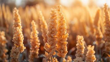 AI generated Spikelets containing ripe quinoa grains photo