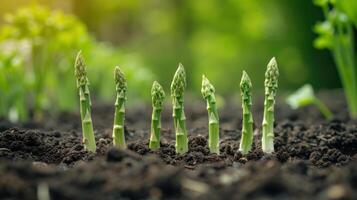 AI generated Young asparagus pods grow from the ground photo