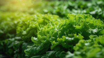 AI generated Green leaf lettuce plantation photo