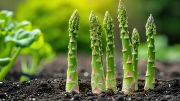 AI generated Growing asparagus sprouts photo