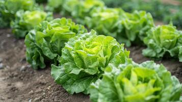 AI generated Beds with planted Iceberg lettuce photo