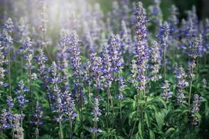 Blue Salvia flower in garden, beautiful flower background photo