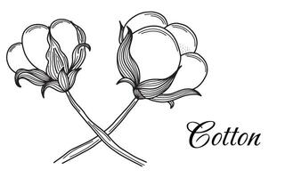 Cotton flower hand drawn in vintage engraving style. Black and white vector illustration
