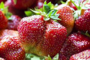 Lots of strawberries close up photo