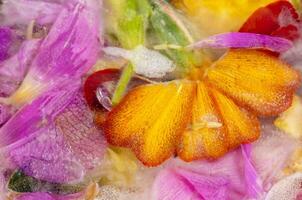 Background of flower petals with pieces of ice. Floral frozen background. photo