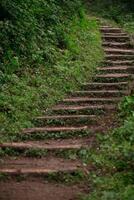 Among the plants rises old winding steps. photo