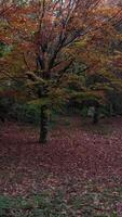 Vertikale Video von Herbst Wald