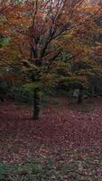 verticaal video van herfst Woud