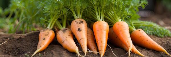 AI generated A ripe harvest of orange carrots in the garden with a ray of sunshine is the autumn harvest of a natural eco-friendly product from your garden. AI generated photo