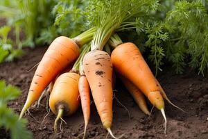 AI generated A ripe harvest of orange carrots in the garden with a ray of sunshine is the autumn harvest of a natural eco-friendly product from your garden. AI generated photo