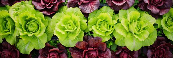 AI generated Fresh lettuce harvest in the garden - healthy vegetable eco-friendly greens growing in your garden. AI generated photo