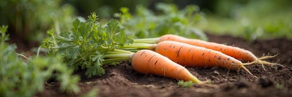 AI generated A ripe harvest of orange carrots in the garden with a ray of sunshine is the autumn harvest of a natural eco-friendly product from your garden. AI generated photo