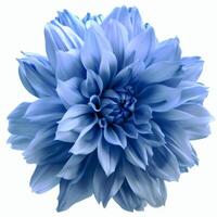 AI generated light blue flower on a white background photo