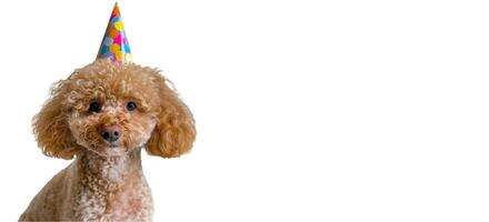 AI generated Cute Birthday Poodle on a white isolated Background photo