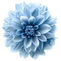 AI generated light blue flower on a white background photo
