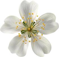 AI generated Jasmine white flower isolated on a white background photo