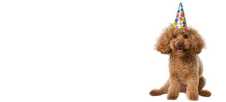 AI generated Cute Birthday Poodle on a white isolated Background photo