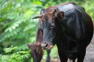 A wet black bull walks in the rain, looking at the camera. photo