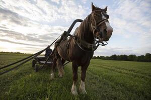 A horse with a cart stands on the field, and a villager sits in the cart. photo