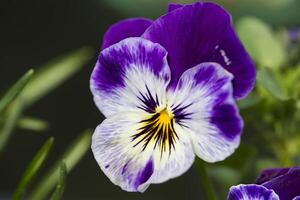 primavera alas pensamientos.flor púrpura de cerca foto