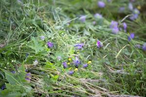 Green grass with wild herbs photo