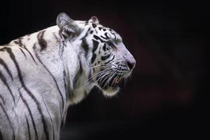 blanco Tigre de cerca en un oscuro antecedentes. foto