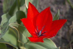 Bright red flower close-up on green background photo