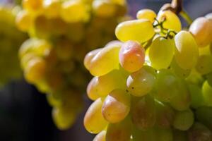 Clusters of elite green grape varieties with large berries close-up. photo