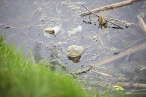 el plastico botellas en el estanque. ambiental contaminación foto