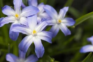 Spring flowers of blue color photo