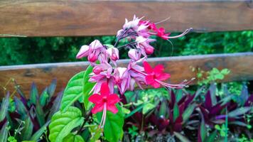 Nona eats betel flower or Clerodendrum thomsoniae photo