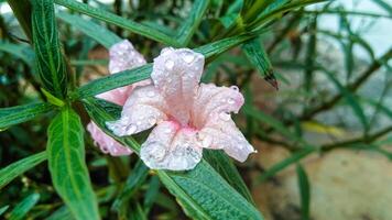 Pink ruellia blooms with dew water attached photo