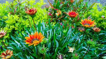 Gazania flowers growing in the Bromo highlands of Indonesia photo