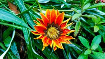 Close-up photo of gazania flowers growing in the Bromo highlands of Indonesia