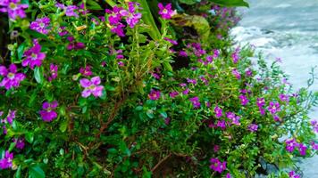 The Mexican Heather or Cuphea hyssopifolia photo