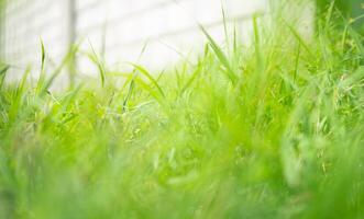 Abstract fresh green grass background photo