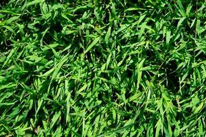 Abstract green grass background photo