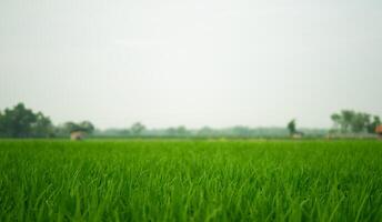 golf landscape with green grass photo