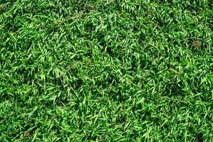 abstract green grass texture background photo