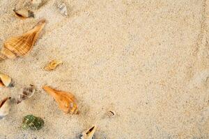 playa antecedentes con mar cáscara marco foto