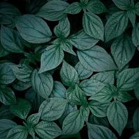 green plant leaves in the garden in springtime, green background photo