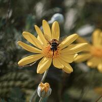 bee collecting pollen and nectar on yellow flower photo