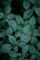 green plant leaves in the garden in springtime, green background photo