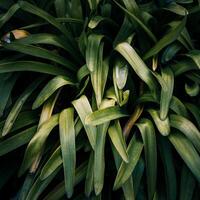 green plant leaves in the garden in springtime, green background photo