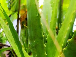 aloe vera fresco foto