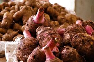 taro is produced from indonesian soil photo